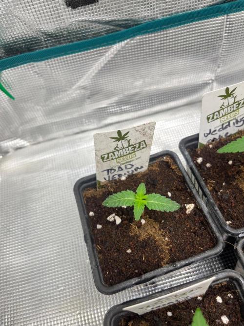 Toad Venum. Growers Choice. Week 2