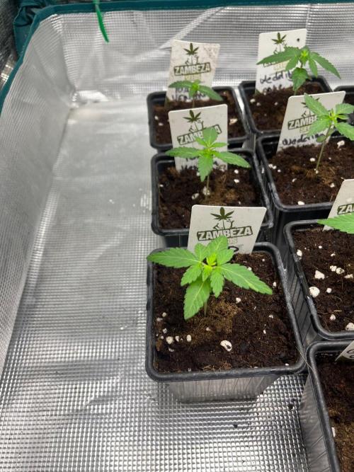 Toad Venum. Growers Choice. Week 2