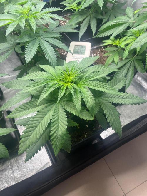 Sherbet Jedi Joint. HighBreed. Week 6
