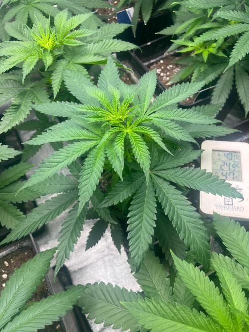 Sherbet Jedi Joint. HighBreed. Week 6