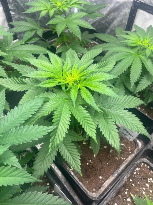 Sherbet Jedi Joint. HighBreed. Week 6
