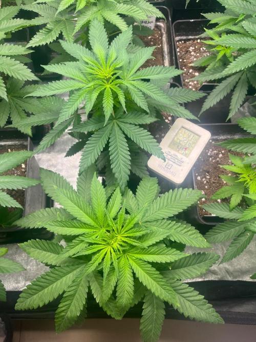 Sherbet Jedi Joint. HighBreed. Week 6