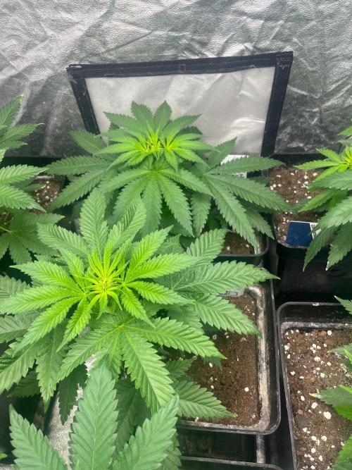Sherbet Jedi Joint. HighBreed. Week 6