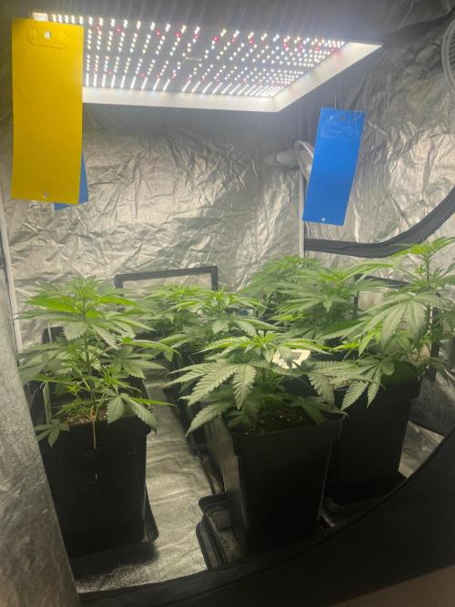 Sherbet Jedi Joint. HighBreed. Week 6