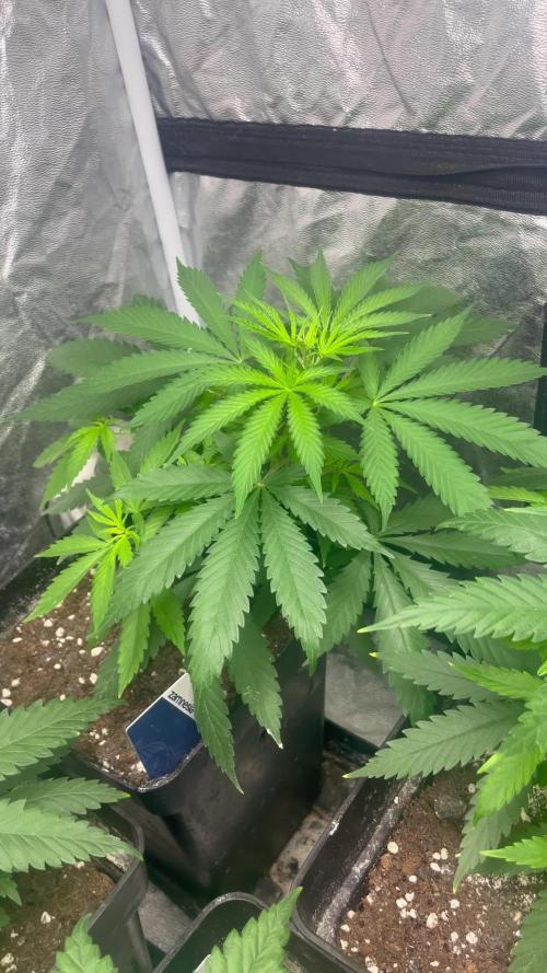 Gelato 41. Seedstockers