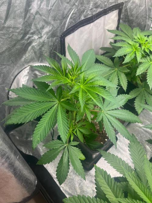 Zoap Rose. Kannabia Seeds Company. Week 6