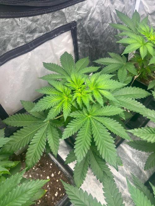 Zoap Rose. Kannabia Seeds Company. Week 6