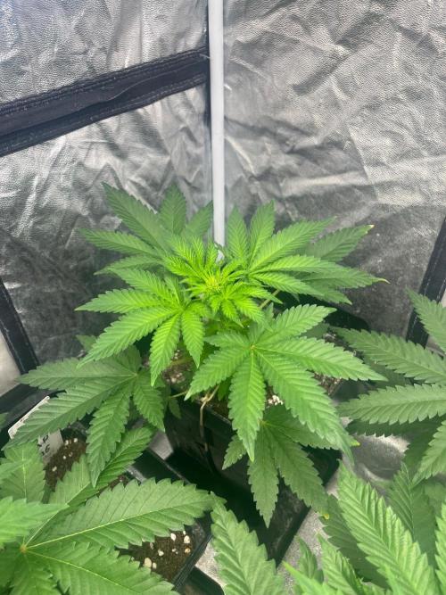 Zoap Rose. Kannabia Seeds Company. Week 6