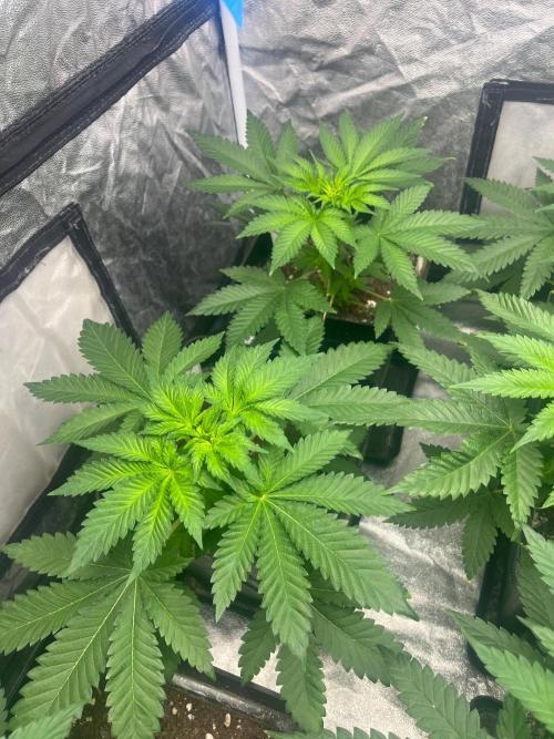 Zoap Rose. Kannabia Seeds Company. Week 6