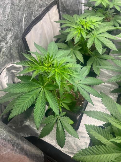 Zoap Rose. Kannabia Seeds Company. Week 6