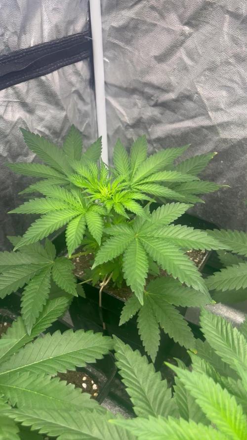 Zoap Rose. Kannabia Seeds Company