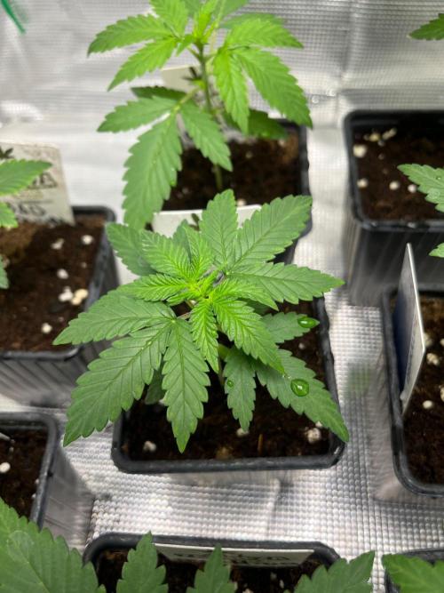 Wedding Cake. RoyalQueenSeeds. Week 3