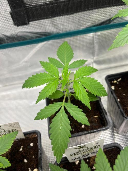 Wedding Cake. RoyalQueenSeeds. Week 3