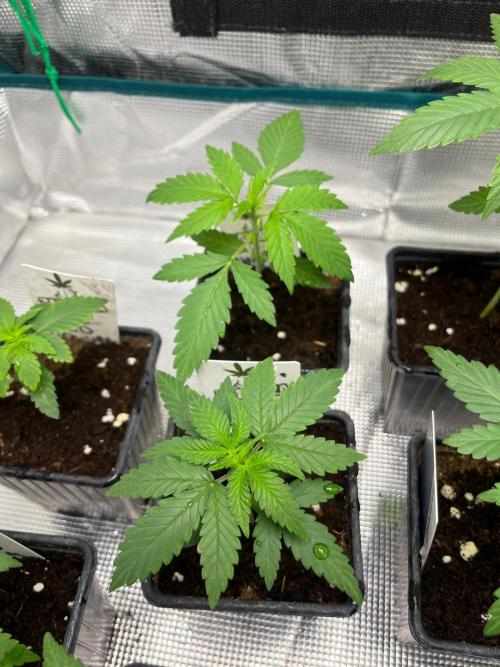 Wedding Cake. RoyalQueenSeeds. Week 3