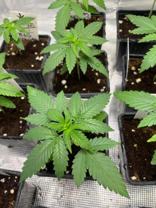Wedding Cake. RoyalQueenSeeds. Week 3