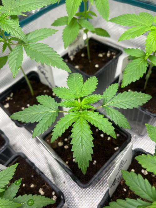 Hulkberry. RoyalQueenSeeds. Week 3
