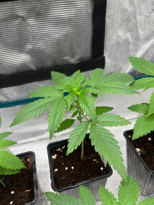 Hulkberry. RoyalQueenSeeds. Week 3