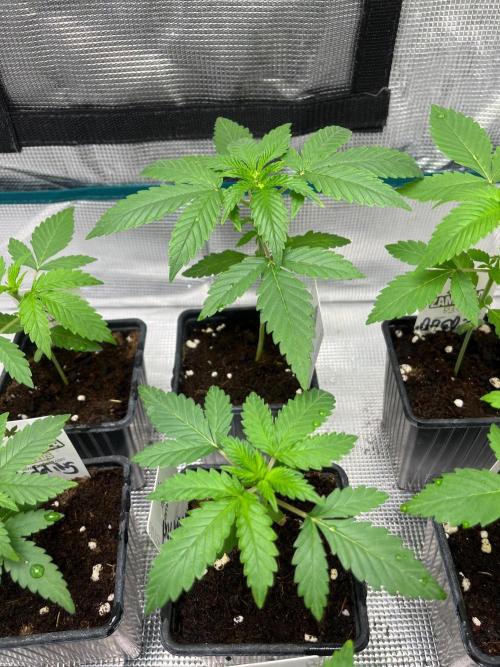 Hulkberry. RoyalQueenSeeds. Week 3