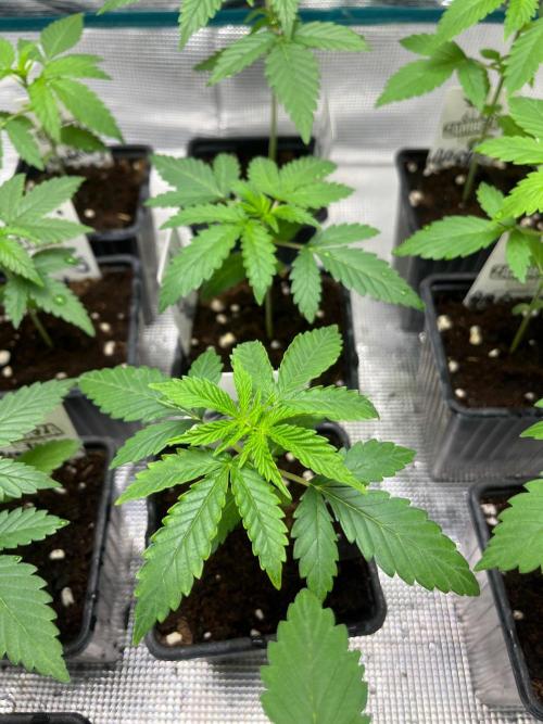 Hulkberry. RoyalQueenSeeds. Week 3