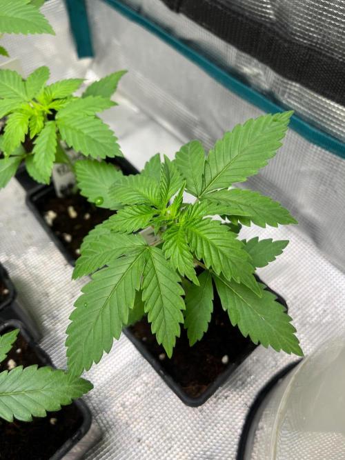 Oreoz USA. Kannabia seeds company. Week 3