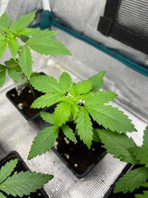 Oreoz USA. Kannabia seeds company. Week 3