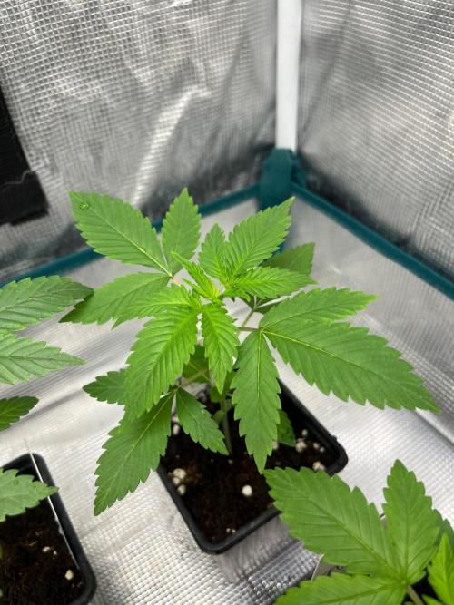Oreoz USA. Kannabia seeds company. Week 3
