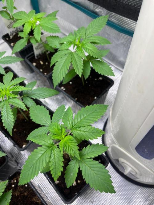 Oreoz USA. Kannabia seeds company. Week 3