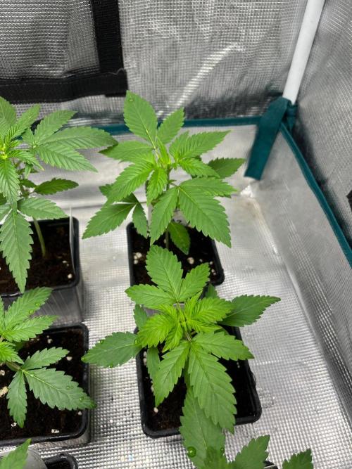 Oreoz USA. Kannabia seeds company. Week 3