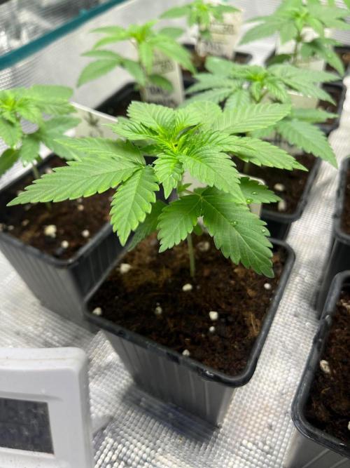 Gorilla Cookies. Seedstockers. Week 3