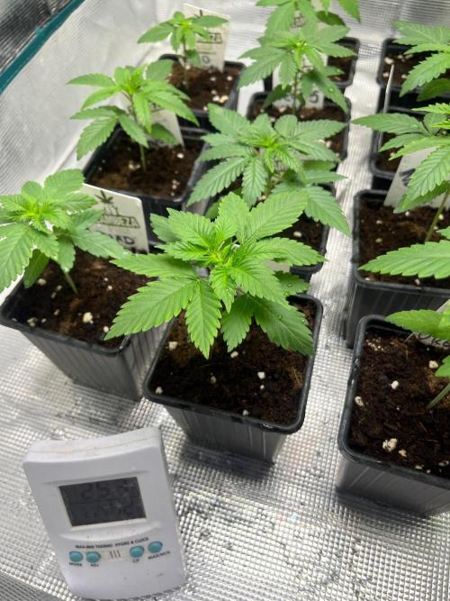 Gorilla Cookies. Seedstockers. Week 3