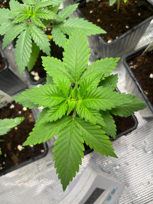 Gorilla Cookies. Seedstockers. Week 3