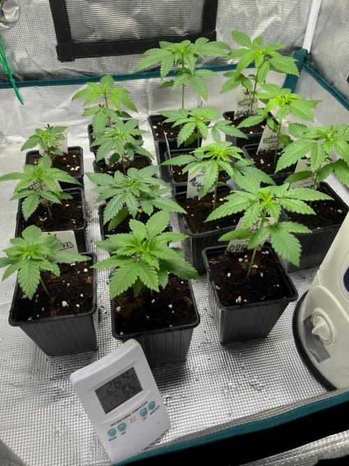 Gorilla Cookies. Seedstockers. Week 3