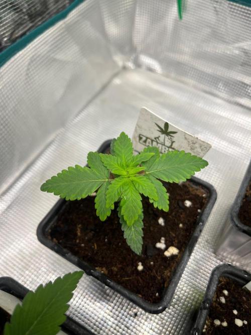 Toad Venum. Growers Choice. Week 3