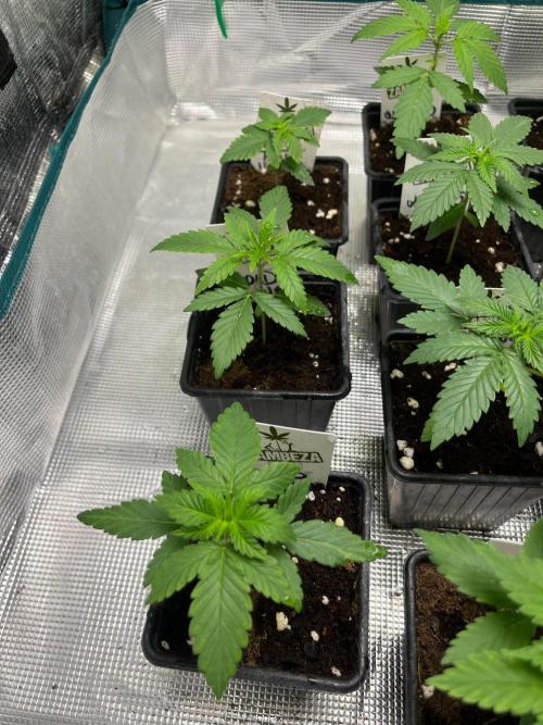 Toad Venum. Growers Choice. Week 3