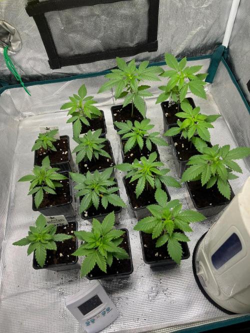 Toad Venum. Growers Choice. Week 3
