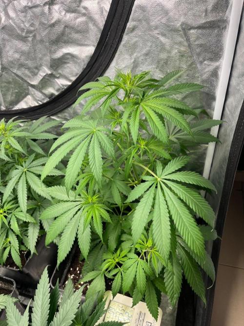 Gelato 41. Seedstockers. Week 7