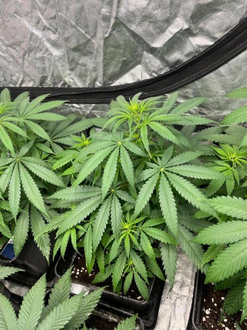 Gelato 41. Seedstockers. Week 7