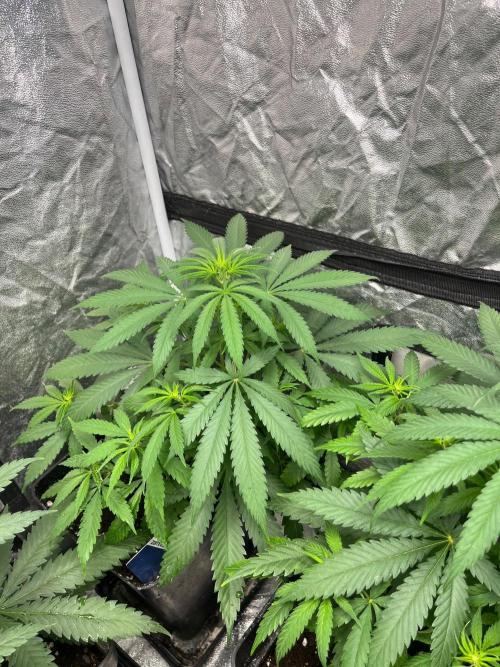 Gelato 41. Seedstockers. Week 7