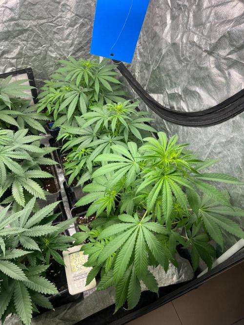 Gelato 41. Seedstockers. Week 7