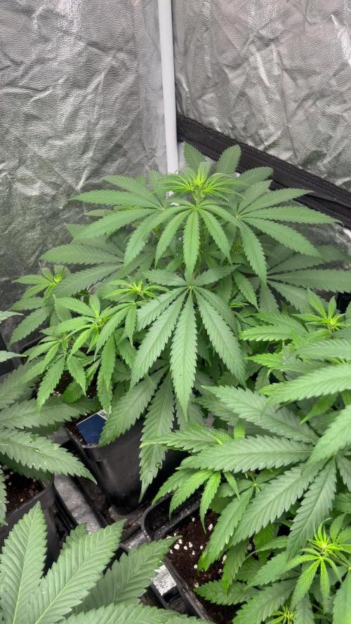 Gelato 41. Week 7