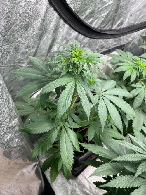 Zoap Rose. Kannabia Seeds Company. Week 7