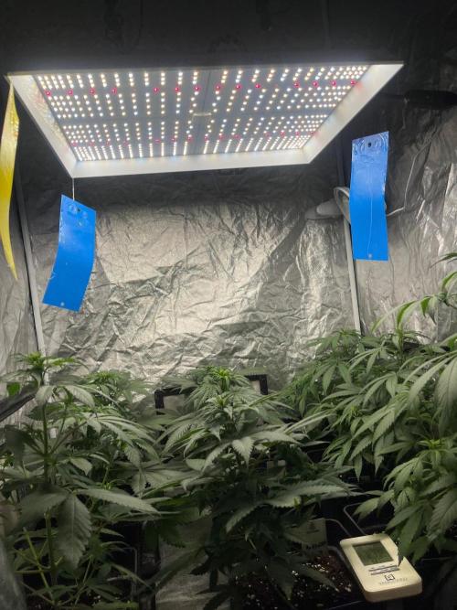 Zoap Rose. Kannabia Seeds Company. Week 7