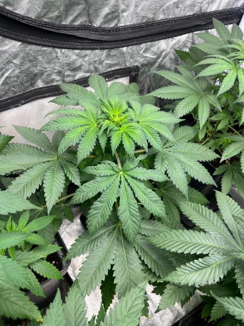 Zoap Rose. Kannabia Seeds Company. Week 7