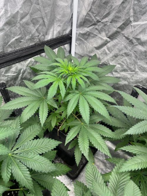 Zoap Rose. Kannabia Seeds Company. Week 7