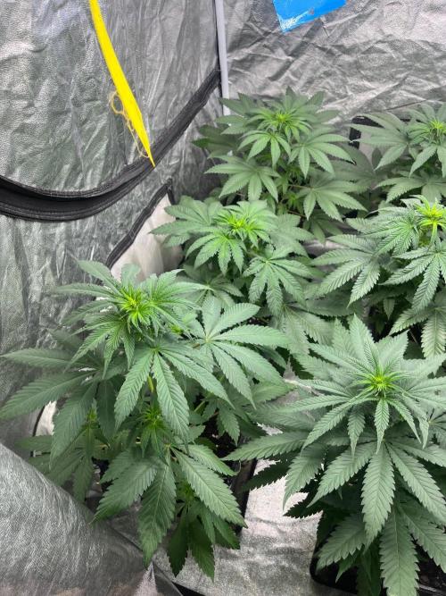 Zoap Rose. Kannabia Seeds Company. Week 7