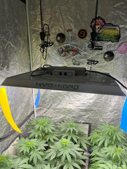 Zoap Rose. Kannabia Seeds Company. Week 7