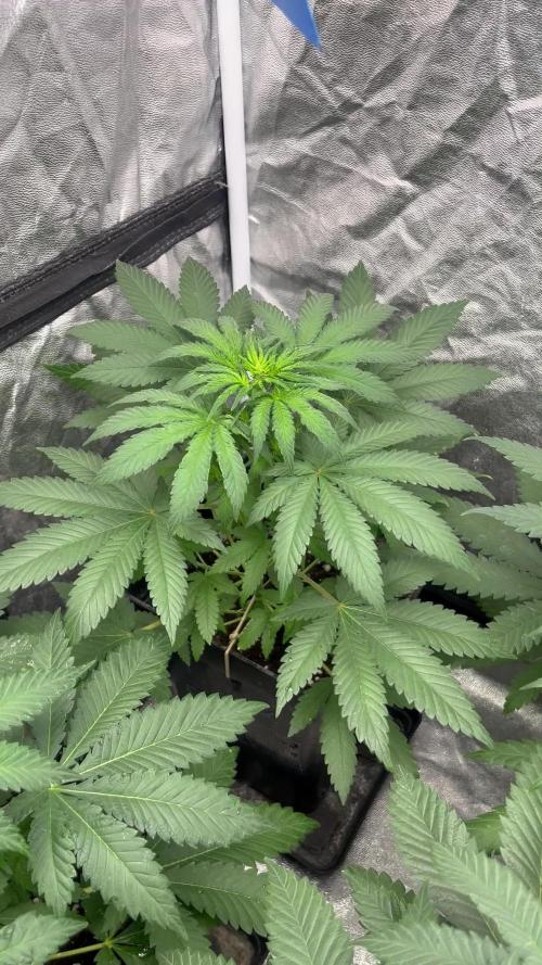 Zoap Rose. Kannabia Seeds Company