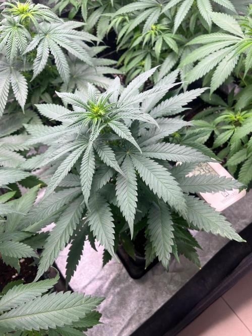 Sherbet Jedi Joint. HighBreed. Week 7