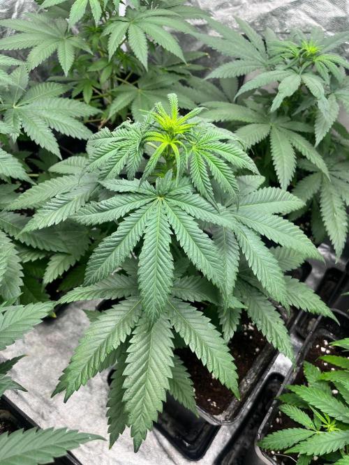 Sherbet Jedi Joint. HighBreed. Week 7