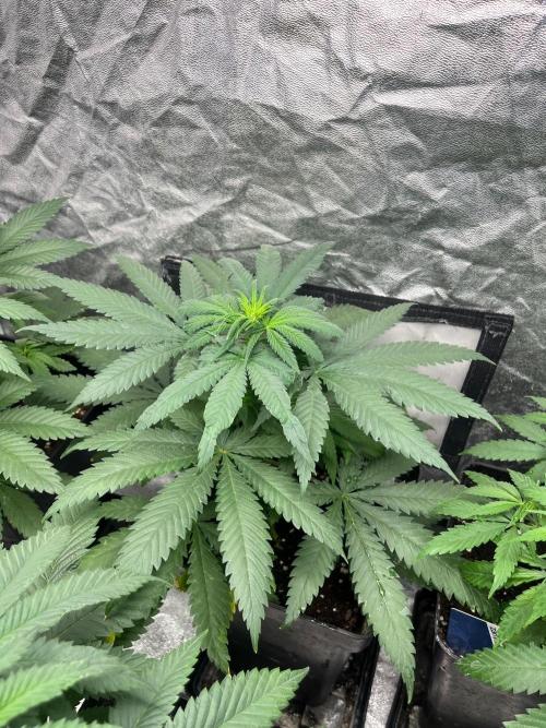 Sherbet Jedi Joint. HighBreed. Week 7